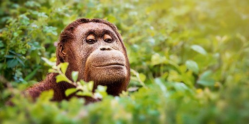 9-Day Indonesia: Private Guided Tour w/ Flights