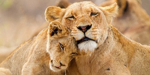 12-Day South Africa Small Group Tour including Flights Deal