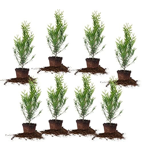 PERFECT PLANTS Thuja Green Giant 2-Foot Privacy Evergreen Arborvita 8-Pack Deal