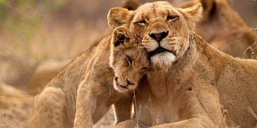 13-Night Egypt & Safari Trip with Airfare Deal