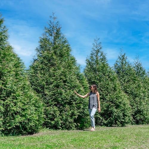 Perfect Plants Thuja Green Giant Arborvitae Liner 18-Pack