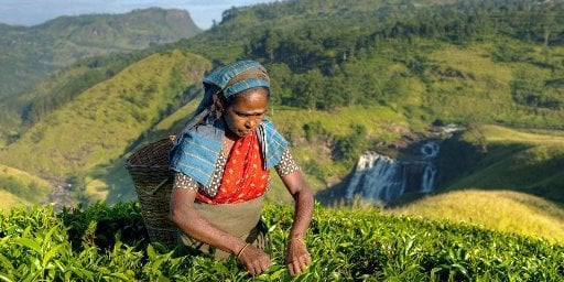 Two-Week Sri Lanka Vacation Package Deal