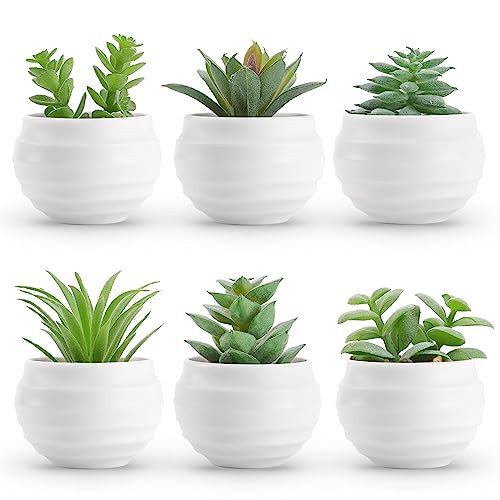 Der Rose Succulent Plants 6-Pack