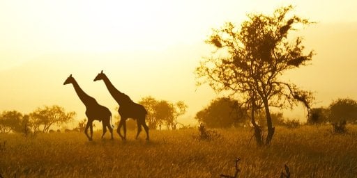 Kenya: Safari and Beach Vacation Package, 12 days w/ Air Deal