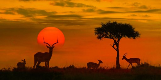 Kenya Safari: 10 Nights with Flights and 5-Star Hotels