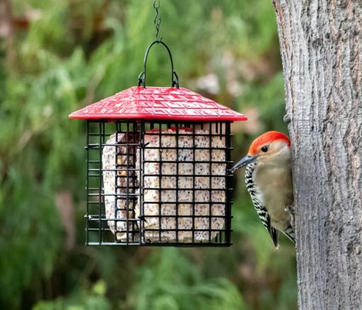 More Birds Double Suet Feeder with Weather Guard Deal