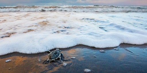 Costa Rica Small Group Adventure: 11 Nights Deal