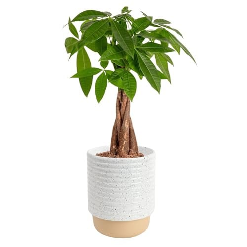 Costa Farms Money Tree in Ceramic Planter Pot (12-16 Inches Tall) Deal