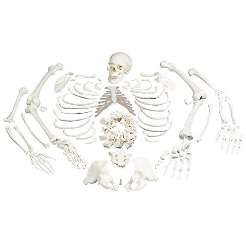 3B Scientific A05/1 Disarticulated Full Human Skeleton with 3 Part ...