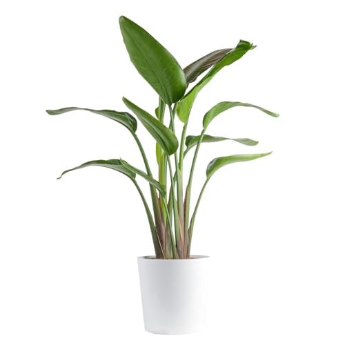 Costa Farms White Bird of Paradise 2-3 Feet Tall Live Indoor Plant Deal
