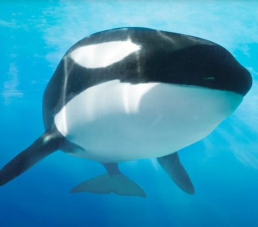 SeaWorld America's 250 4th of July Sale Deal