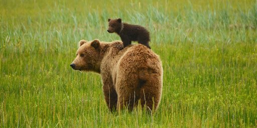 8-Day Holland America Inside Passage Alaska Cruise