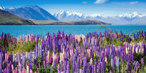 14-Night New Zealand Getaway with Air Deal