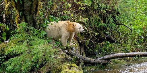 18-Night Great Bear Rainforest Alaska Cruise Package from Vancouver  Deal