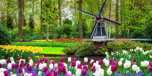 8-Day Netherlands Cruise During Tulip Season, Amsterdam Departure