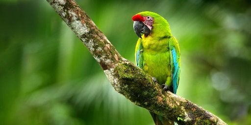 Costa Rica Beaches & Volcanoes 10-Night Trip with Airfare Deal