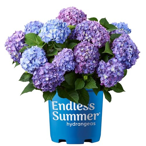 Proven Winners Endless Summer Hydrangea Bloomstruck 2 Gallon