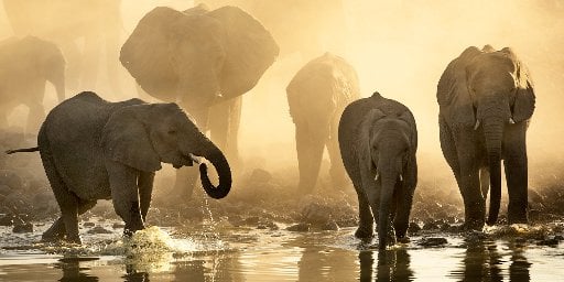 8-Day South Africa Safari & Cape Town Vacation Package with Airfare Deal