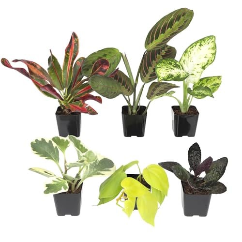 Easy to Grow Live Houseplants 6-Pack Deal