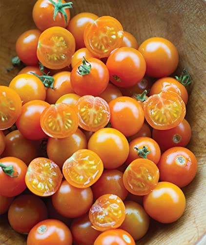 Burpee 'Sun Gold' Hybrid Sweet Orange Cherry Tomatoes 30 Non-GMO Seeds