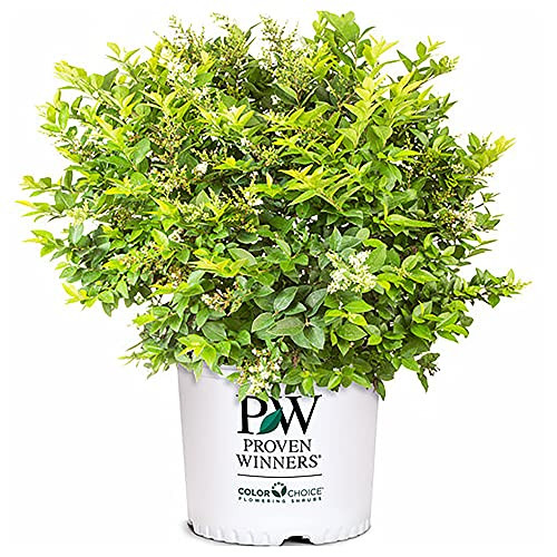 2 Gallon Proven Winners Golden Ticket Ligustrum Shrub