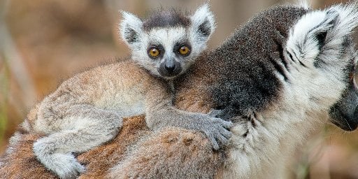 Madagascar: 11 Nights, Rainforest and Beaches with Airfare Deal