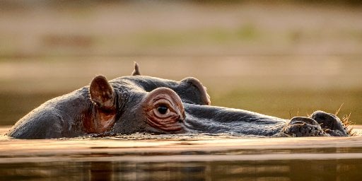 11-Day South Africa Trip with Kruger Safari & Flights Deal
