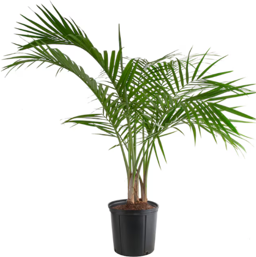 Lowe's Majesty Palm House Plant 1.94 Gallon Pot Deal