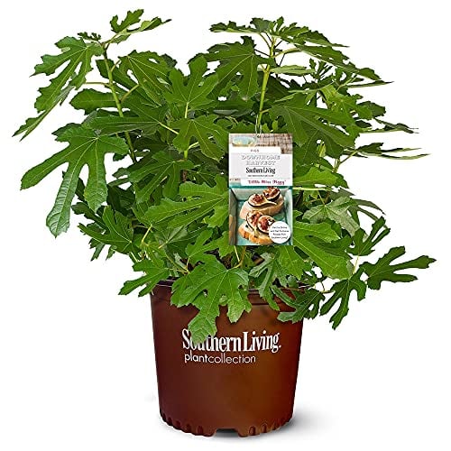 Southern Living 2 Gal. Little Miss Figgy Plant Deal
