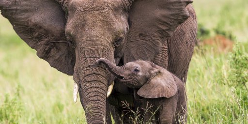 11-Day South Africa Safari and Cape Town Tour Package with International Flights
