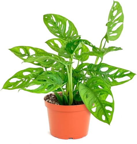 Shop Succulents Monstera Adansonii Hanging Plant, 6" Pot Deal