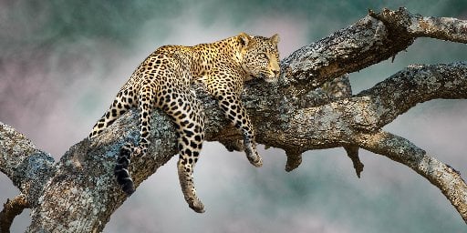 11-Day Kenya & Tanzania Safari Package with Flights Deal