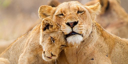 10-Night South Africa Small Group Tour incl. International Flights