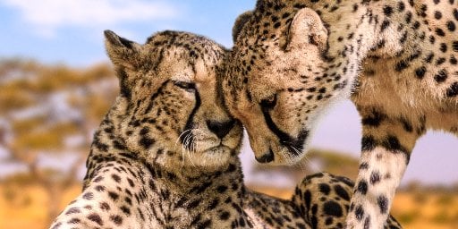 Tanzania Safari 8-Night Small-Group Tour with Airfare Deal