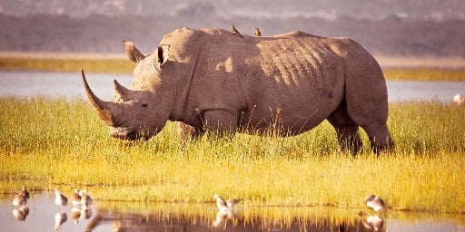 Upscale Guided Kenya Tour Package with Flights Deal