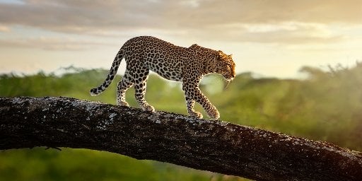 Kenya Small-Group Safari Tour Package: 8 Nights with Flights