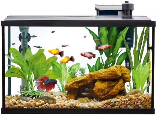 Top Fin 20 Gallon Essentials Aquarium Starter Kit