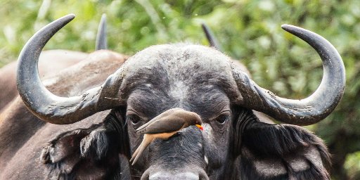 South Africa: 2026 7-Day Safari w/ Flights