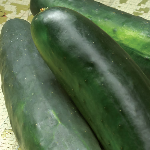 American Seed Cucumber Poinset 76 Annual Vegetable Seeds Deal