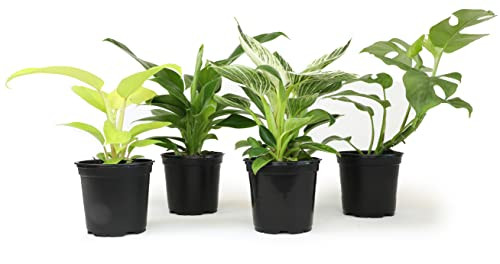 Plants for Pets Real Philodendron Plant Variety Pack 4-Pack (4.25" Grower Pots)