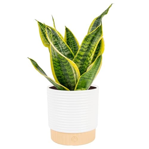 Costa Farms Snake Plant Deal