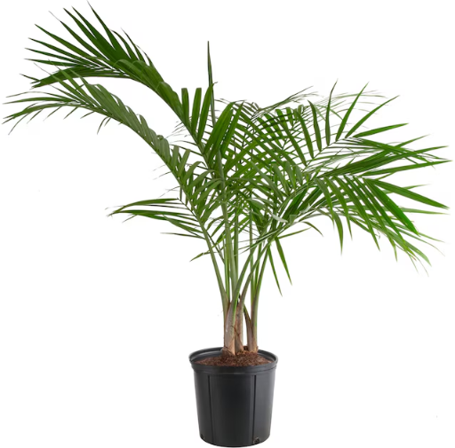 Lowe's Majesty Palm House Plant 1.94 Gallon Pot