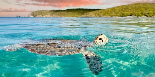Oceania Cruises Caribbean 10-Night Cruise Package from Miami Deal
