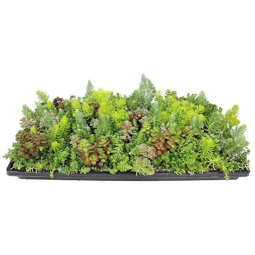 Altman 10" x 20" Hardy Sedum Groundcover Mat Deal