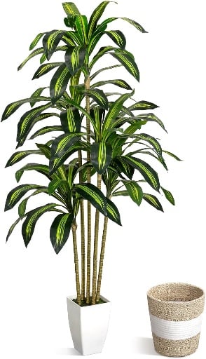 LuceAlberi 5FT Artificial Dracaena Tree Deal