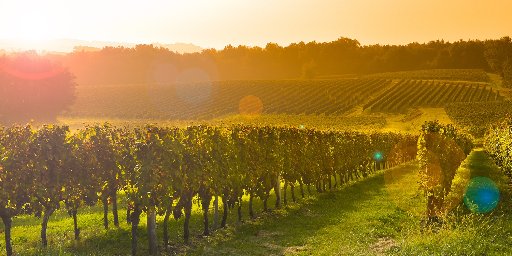 Tastes of Bordeaux: 10-Night Luxe River Cruise