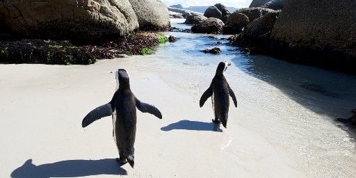 Kenya, South Africa & Botswana: 13 Nights w/ Air Deal